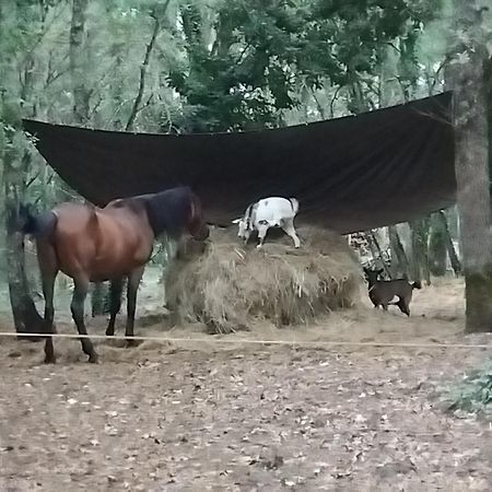 Maisonnette Pour Detente Ou Travail Saint-Aubin-de-Nabirat Dış mekan fotoğraf